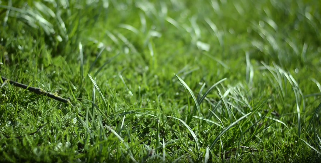 Grass – Pexels